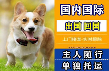南宁宠物托运公司南宁宠物托运公司南宁宠物托运公司