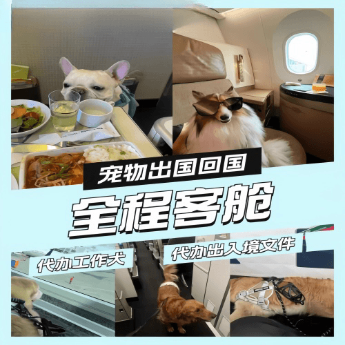 南宁宠物托运到白俄罗斯宠物入境规定和要求