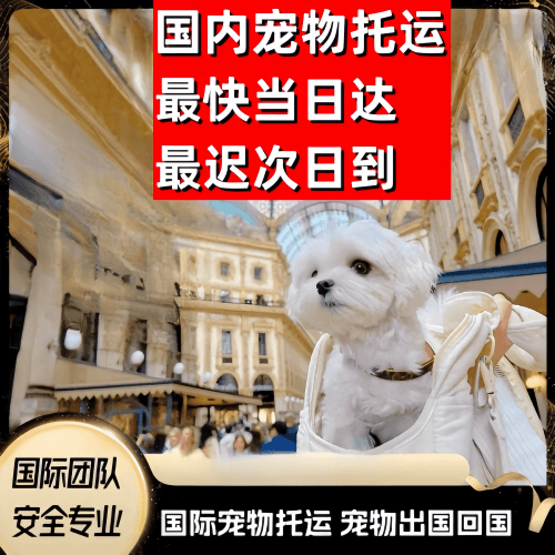 南宁到澳大利亚（澳洲）宠物入境规定和要求